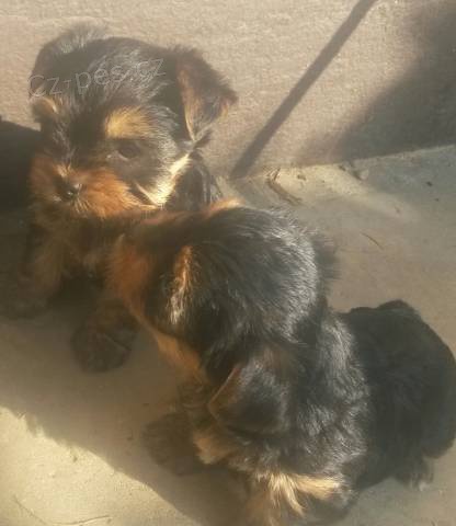 Jork��rsky terier - �t��ata