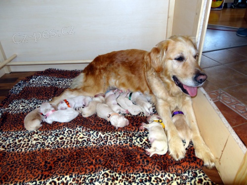 Zlat� retr�vr s PP