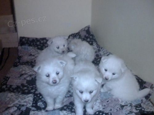 N�meck� �pic st�edn� b�l� 