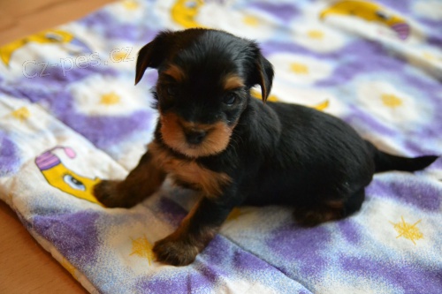 Jork��rsk� terier