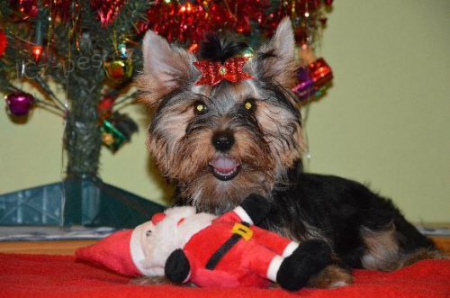 Jork��rsk� terier - �t���tko