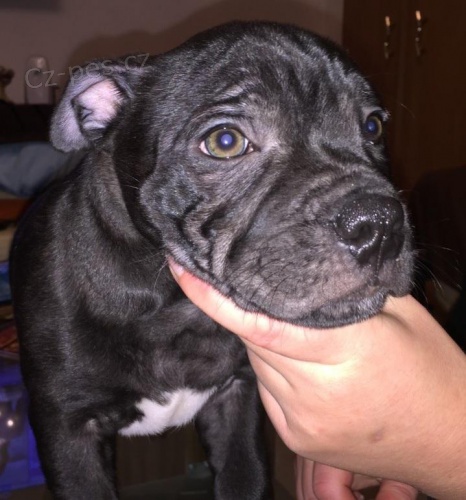 Staffordshire bull terrier s PP