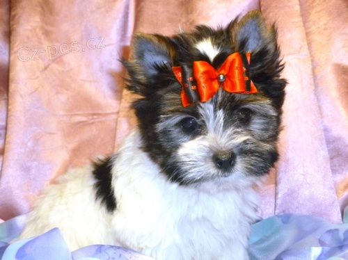 Biewer jork��rsk� teri�r - PP IBC 