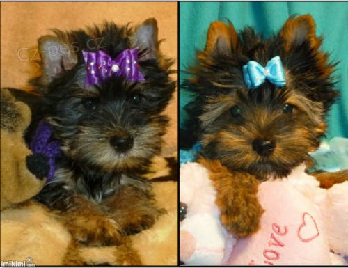 Jork��rsk� teri�r s geny Biewera s PP od IBC