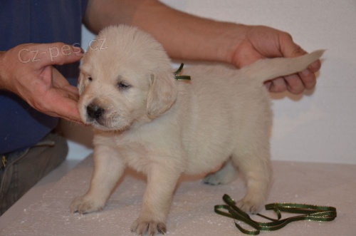 Zlat� retr�vr - prod�m �t���tka golden retriever s PP
