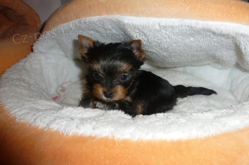 Prod�me kr�sn� �t���tka jork��rk�