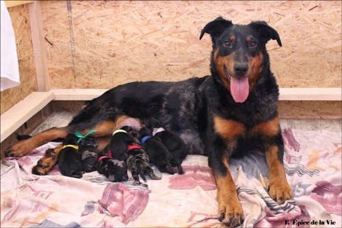 Beauceron - tata odbr bezen/duben 