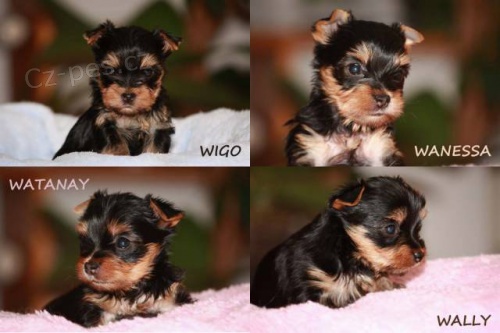 Jork��rsk� teri�r