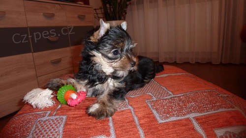 Jork��rek - umazlen� medv�dek 