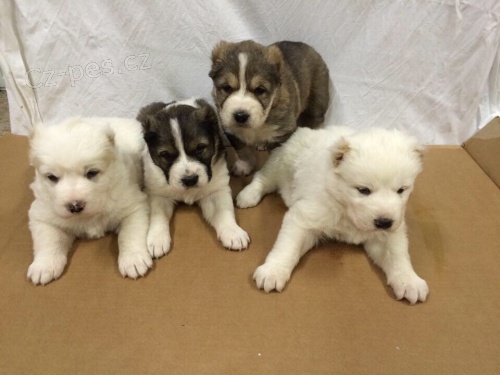 St�edoasijsk� pasteveck� pes