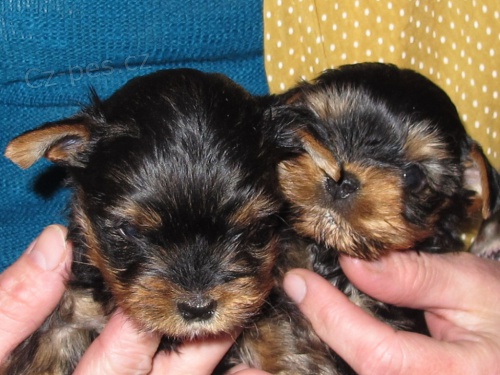 KR�SN� �T��ATA JORK��RSK�HO TERI�RA