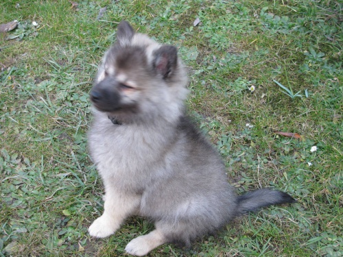 N�meck� �pic s PP vlko�ed�