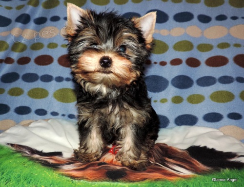 Jork��rsk� teri�r s PP