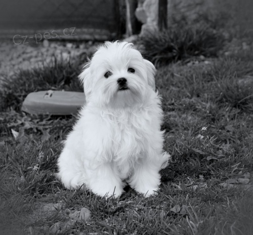 Malt�z��ek s rodokmenem