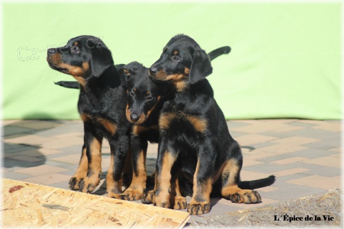 Beauceron - posledn 2 fenky s PP