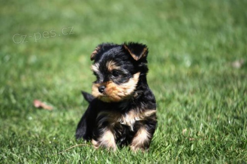 Jork��rsk� teri�r