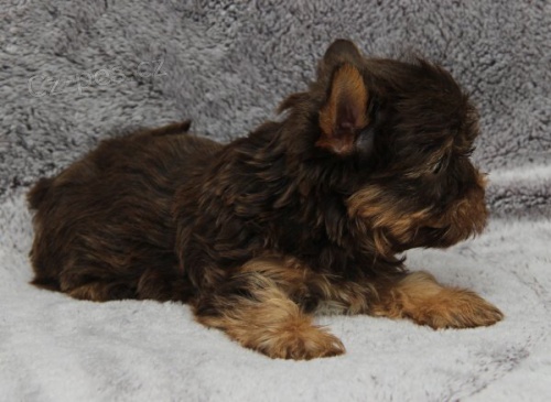 Jork��rsk� teri�r - �okol�dov�