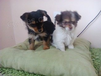 Jork��rsk� terier biewer i klasik