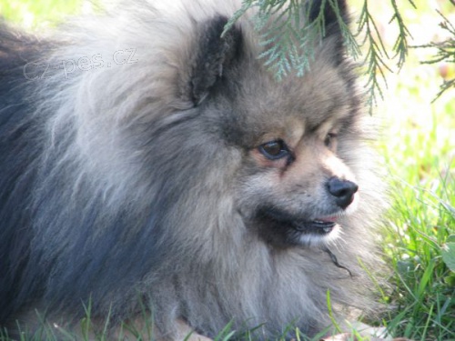 n�meck� �pic pomeranian