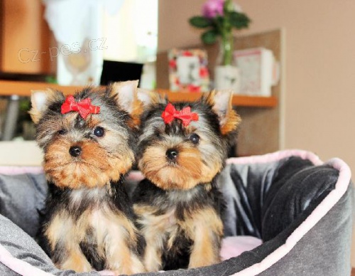 Jork��rsk� terier