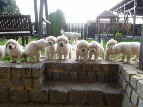 �t���tka zlat�ho retrievra s PP