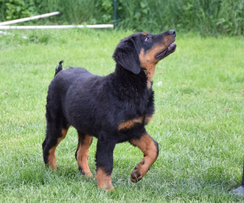 Beauceron tn s PP fenka