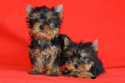 Jork��rsk� teri�r s PP