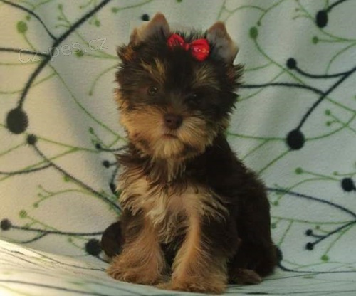 Yorkshire terier �okol�dov� fenka s rodokmenem IBC