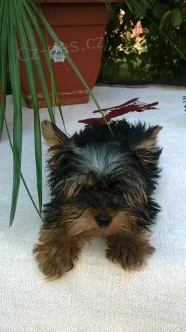 Prod�m �t���tko - fene�ku jork��ra