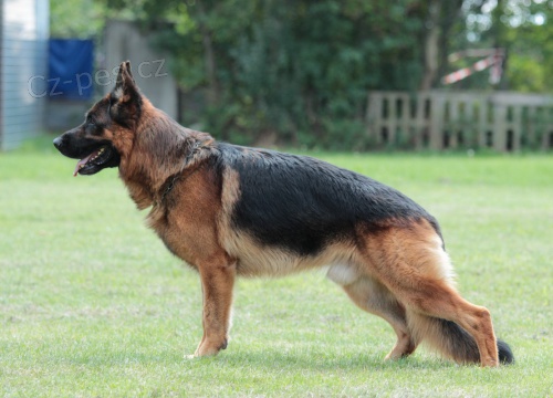 �t��ata n�meck�ho ov��ka