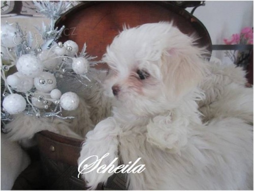 Prod�m n�dhern� malt�z��ky po v�born�ch rodi��ch