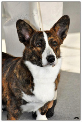 Welsh corgi cardigan ke kryt