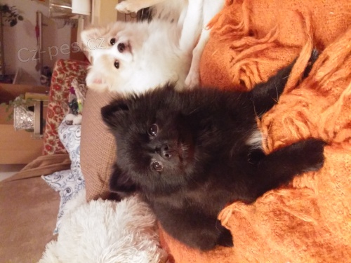 �t��ata n�meck� �pic mal� s PP