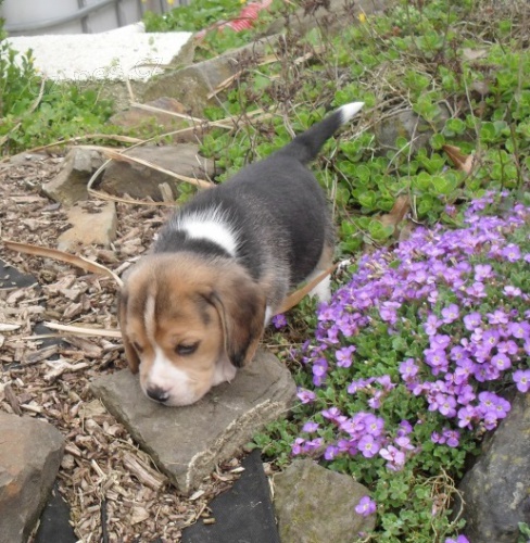 tata beagle