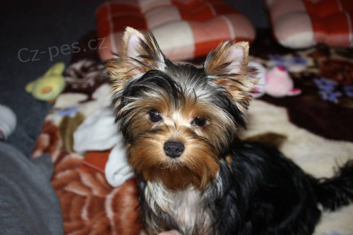 Nab�z�m �t�n� - fenku s PP