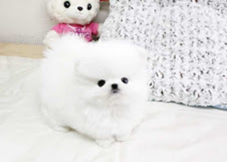 Pomeranian tata Dostupn