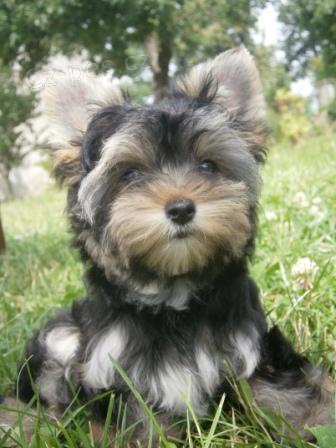 Jork��rsk� teri�r - �oko, biro carrier