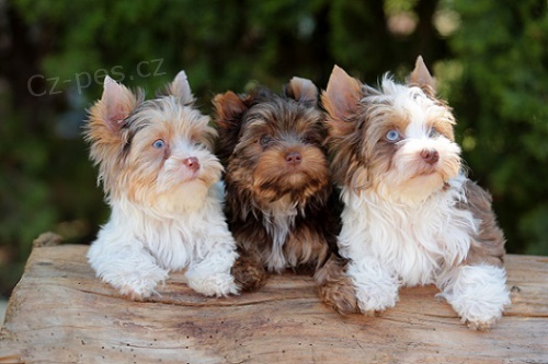 Jork��rkov� v atraktivn�ch barv�ch s PP