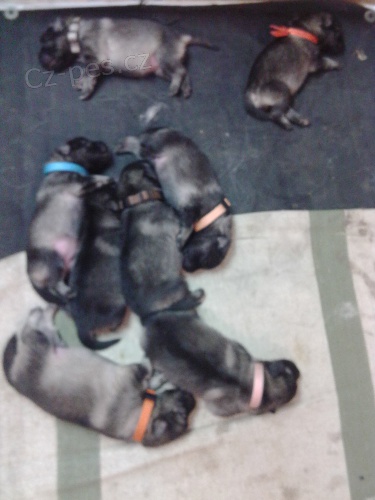 N�meck� �pic vl��