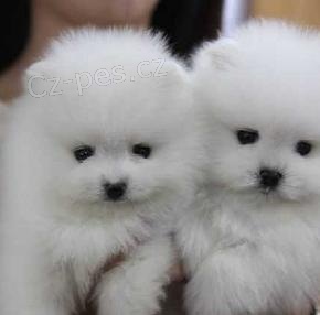 Trpasli pic Pomeranian teat