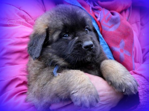 Leonberger