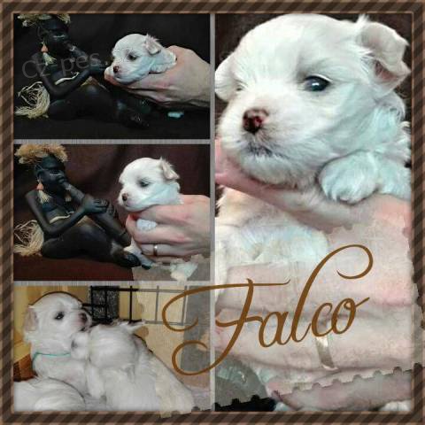 �t���tka malt�z��k�