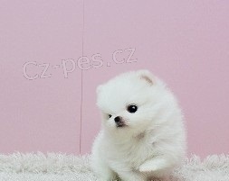 Pomeranian tata na prodej