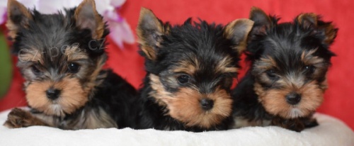 Jork��rsk� teri�r