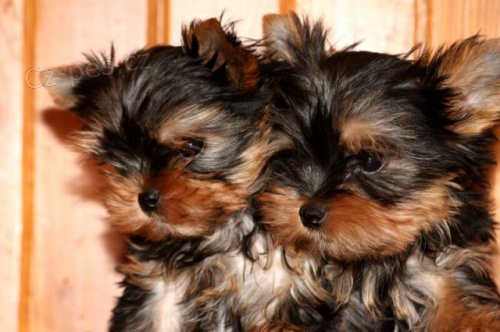 Jork��rsk� teri�r