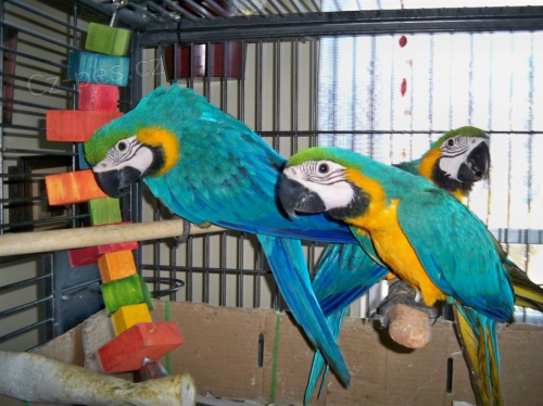 prodat Ara Ararauna papou�ek