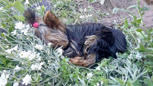 Fene�ka - jork��rsk� teri�r