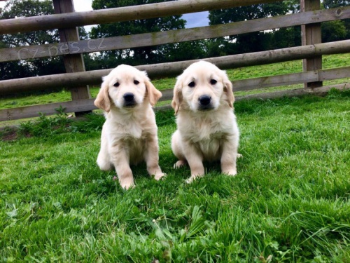 Chlapec a dvka Zlat retrvr X Labrador tata na prodej