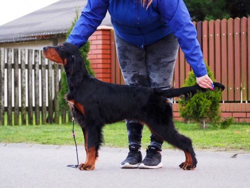 Gordon setr - Gordon setter 