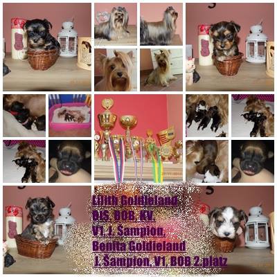 �t���tka barevn�ch jork��rk� s PP